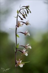 Epipactis palustris-Oyo 21