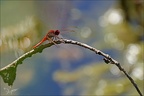 Crocothemis erythraea-Les Oves 03