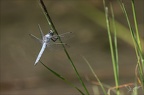 Orthetrum bruneum♂ Blaches 04