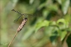 Onychogomphus forcipatus ♂ Péag 03