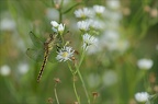 Orthetrum cancellatum ♀ Blaches 01