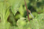 Orthetrum coerulescens♂ Saintmo 03