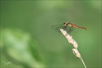 Sympetrum depressiusculum♂-Sabl 02