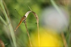 Sympetrum depressusculum-Pierre 06