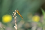 Sympetrum depressusculum-Pierre 08