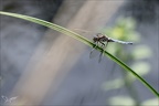 Orthetrum coerulescens-Pierre 01