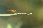 Sympetrum depressusculum-Pierre 21