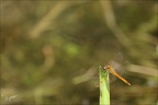 Sympetrum depressusculum-Pierre 27