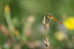 Sympetrum depressusculum-Pierre 10