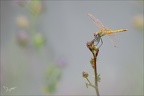 Sympetrum fonscolombii-Pierre 03