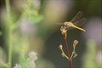 Sympetrum fonscolombii-Pierre 02