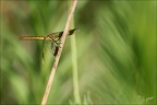 Sympetrum pedemontanum-Ard 03