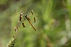 Sympetrum pedemontanum-Ard 16