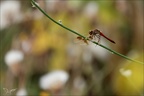 Sympetrum pedemontanum-Pierrel 04