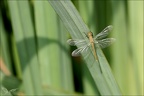 Sympetrum pedemontanum-Pierrel 21