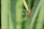 Sympetrum pedemontanum-Pierrel 20