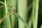 Sympetrum pedemontanum-Pierrel 24