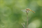 Sympetrum sanguineum 01