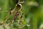 Sympetrum pedemontanum-Pierrel 36