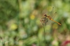 Sympetrum sanguineum-Peage 05