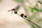 Sympetrum sanguineum 02