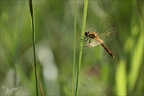 Sympetrum sanguineum 05