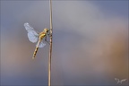 Sympetrum striolatum-Bos 04