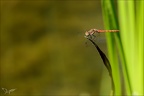 Sympetrum striolatum-Les Oves 01