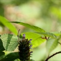 Le Citron -Bos 03