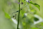 Coenagrion mercuriale-Saint-Mo 15