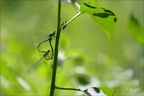 Coenagrion mercuriale-Saint-Mo 19