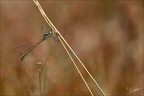 Lestes barbarus- albert 01