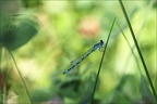 Coenagrion mercuriale-Saint-Mo 22