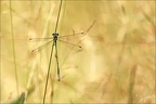 Lestes virens-albert 06