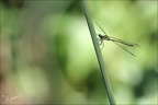 Lestes dryas-albert 02