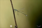 Lestes virens-albert 14