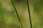 Lestes virens-albert 15