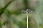 Orthetrum albistylum 03