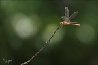 Sympetrum meridionale- albert 08