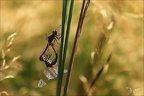 Sympetrum sanguineum-acc albert 01