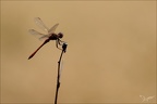 Sympetrum sanguineum- albert 05