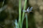 Sympetrum striolatum-ponte-Alb 01