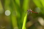 Sympetrum striolatum--oves 05