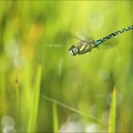 Aeshnea mixta vol (Oves) 03
