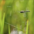 Aeshnea mixta vol (Oves) 06