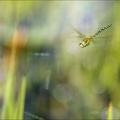 Aeshnea mixta-Les Blaches 10