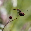 Sympetrum danae-Charpal 06