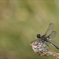 Libellula quadrimaculat-Charpal 04