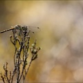 Sympetrum danae-Charpal 23
