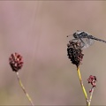 Sympetrum danae-Charpal 40